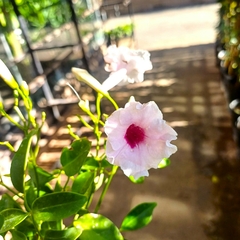 Bignonia pandorea