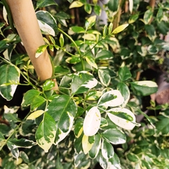 Bignonia pandorea - comprar online