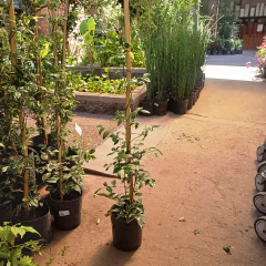 Bignonia pandorea - Vivero Mario