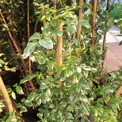 Bignonia pandorea en internet