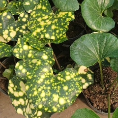 Boina de Vasco - Vivero Mario