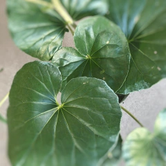 Boina de Vasco - comprar online