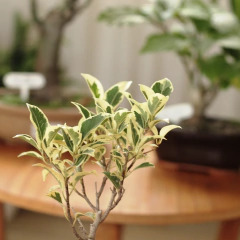 Bonsái - Vivero Mario