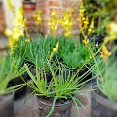 Bulbine - comprar online