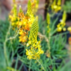 Bulbine
