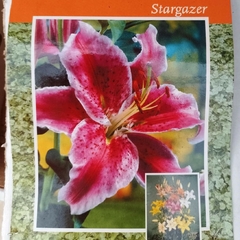 Bulbos de Lilium Perfumado
