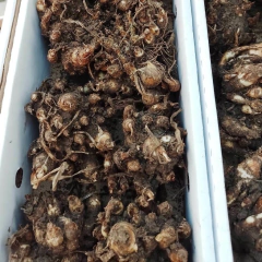 Bulbos de Nardo