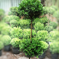 Buxus Topiario 2 Copas