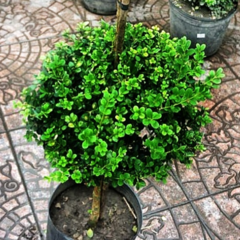 Buxus Topiario 2 Copas en internet