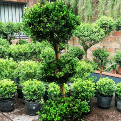 Buxus Topiario 3 Copas