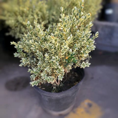 Buxus Aurea Variegata - comprar online