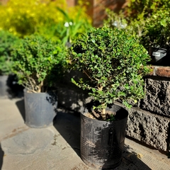 Buxus Bocha - Vivero Mario