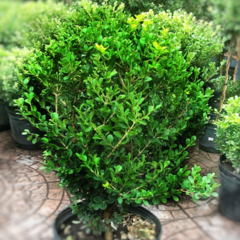 Buxus Bocha - comprar online
