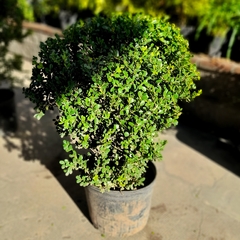 Buxus Bocha - tienda online
