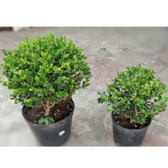 Buxus Bocha en internet