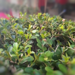 Buxus Bocha - Vivero Mario