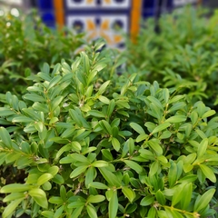 Buxus Microphylla