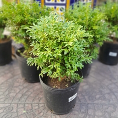 Buxus Microphylla - comprar online