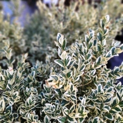 Buxus Aurea Variegata