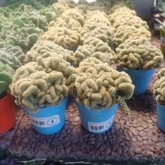 Cactus Cerebro en internet