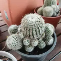 Imagen de Cactus de Colección