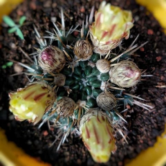 Cactus Especial en internet