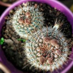 Cactus Especial - tienda online