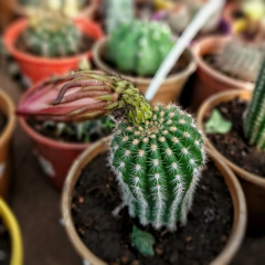 Imagen de Cactus Especial