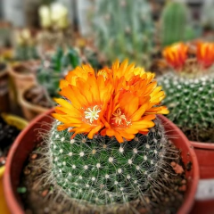 Cactus Especial - comprar online