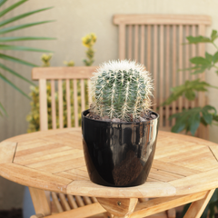 Cactus Grusonii Blanco - Vivero Mario
