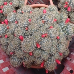 Cactus - tienda online