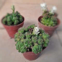 Cactus en internet