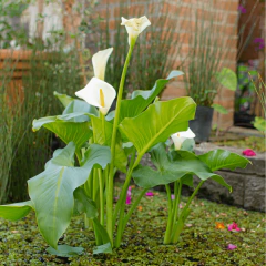 Cala Blanca - comprar online