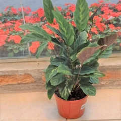 Calathea Louisea - comprar online