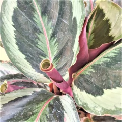 Calathea Medallion