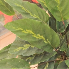 Calathea Louisea