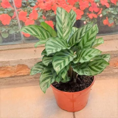 Calathea Burle Marx/Freddie - tienda online