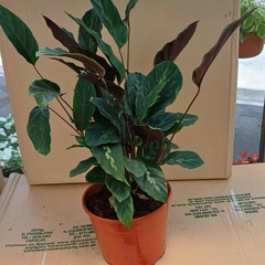Calathea Louisea en internet