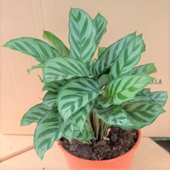 Imagen de Calathea Burle Marx/Freddie