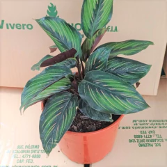 Calathea Beauty star - Vivero Mario