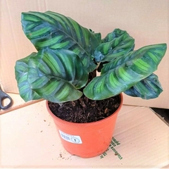 Calathea Fasciata - Vivero Mario