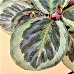 Calathea Medallion - comprar online