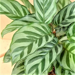 Calathea Burle Marx/Freddie