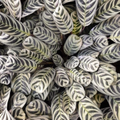 Calathea Burle Marx/Freddie