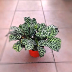 Calathea Burle Marx/Freddie en internet