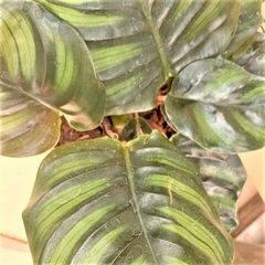 Calathea Fasciata en internet