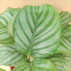 Calathea Orbifolia en internet