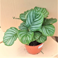 Calathea Orbifolia - comprar online