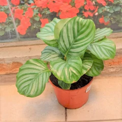 Calathea Orbifolia