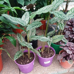 Calathea Ornata - comprar online